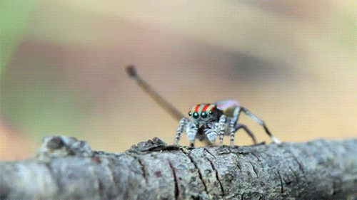 Spider Hearts GIF - Find & Share on GIPHY