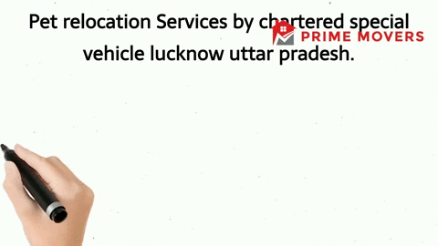 Pet transport service Lucknow