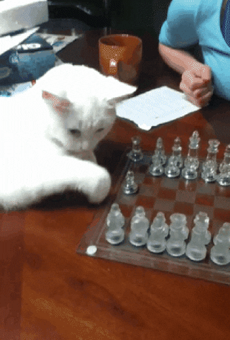 https://giphy.com/gifs/cat-chess-mrTjb8ZXFeJdC