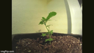 marijuana animated GIF