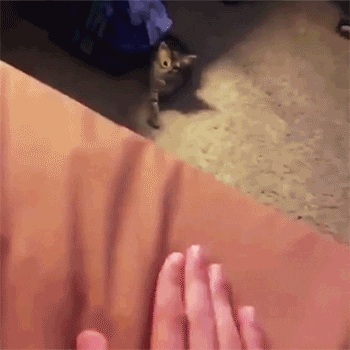 giphy.gif