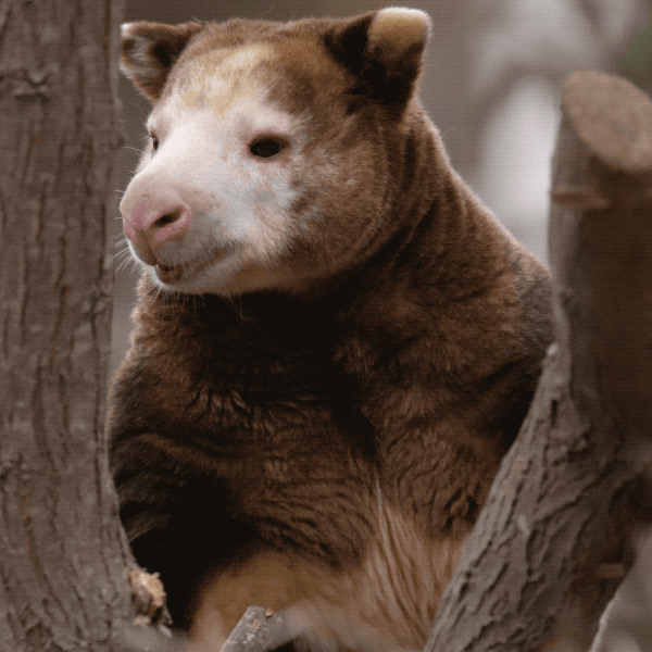 Tree Kangaroo GIFs Find & Share on GIPHY