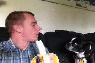 10 Reasons Why Dogs Are Man's Best Friend