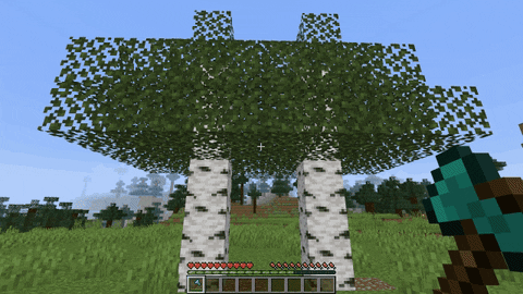 Birch trees with Overlapping leaves