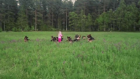 A girl is playing with er German shepherd friends