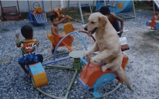 giphy.gif