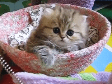 Kitten GIF - Find & Share on GIPHY
