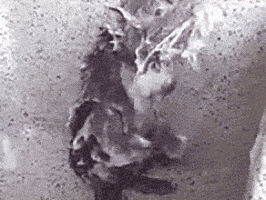 Shower Rat GIFs - Find & Share on GIPHY