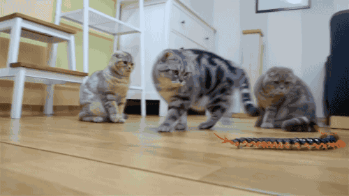 Centipedes GIFs Find &amp; Share on GIPHY