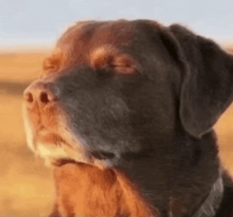 Calm Dog