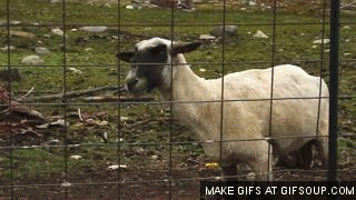 Goat Screams GIF