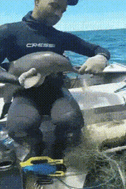 Freeing dolphin from net in wow gifs