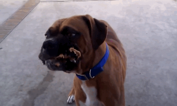 Resultado de imagen para Boerboel dog, gif