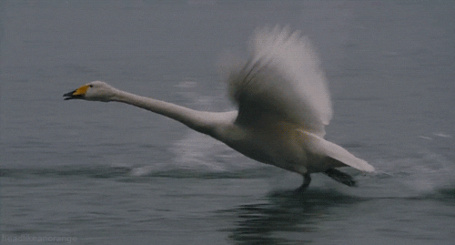 Swan GIF by Cheezburger