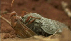 cicada