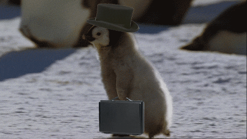 Imagem animada (gif) de um filhote de pinguim andando para a esquerda e, numa montagem, está usando um chapeu e segurando uma maleta.