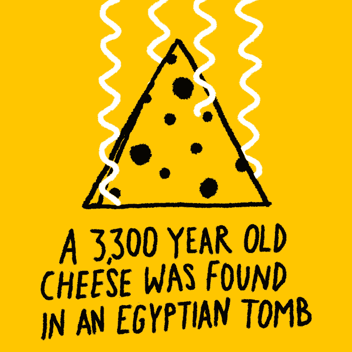 Cheese Omg GIF by Learn Something Every Day Find & Share on GIPHY