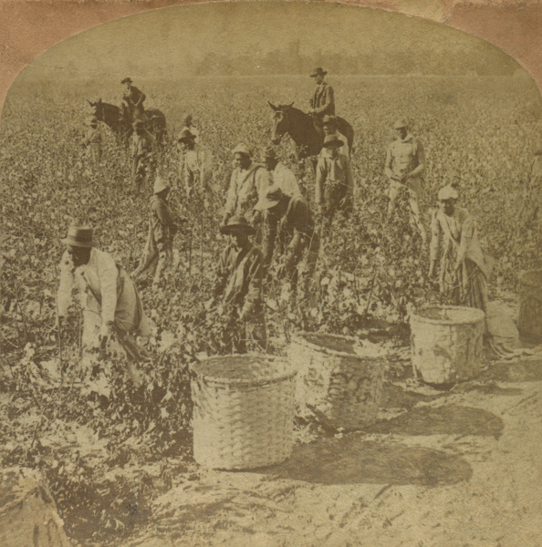 Cotton GIF Find & Share on GIPHY