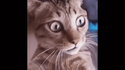 Feline Amazement GIF - Find & Share on GIPHY