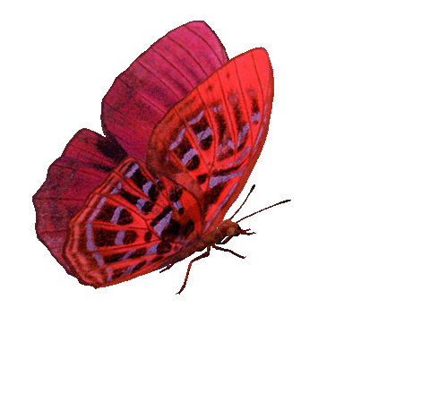 Летающие бабочки анимация на прозрачном фоне