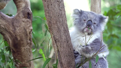 Resultado de imagen para gif koala