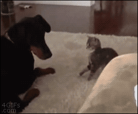 Funny Fight Dog vs Kitten Kitty Teases Dog Cute Cat