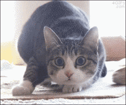Excited Cat GIF - Find & Share on GIPHY