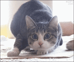 Can Anyone Help Me Out on Making a GIF Avatar? - Forums
