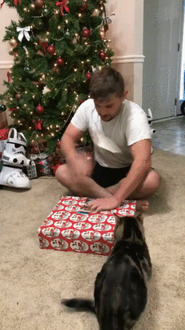 Cat attacking man for Christmas present.