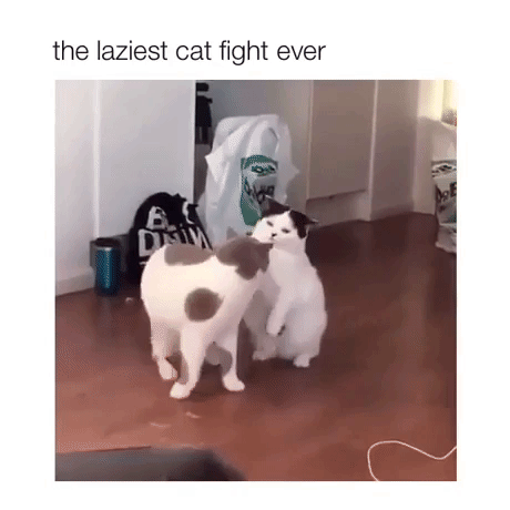 Lazy Cat fight in animals gifs