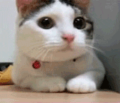 GIF of cat with red bell collar shaking his head saying "no."