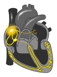 Cardiac Conduction GIFs - Find & Share on GIPHY