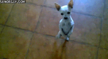 Dog Dancing GIF - Find & Share on GIPHY