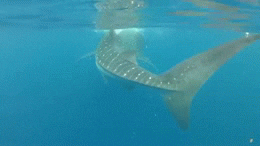 Tiburón ballena tecnología 