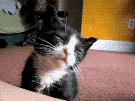 Tired Sleepy Cat GIF - Find & Share on GIPHY