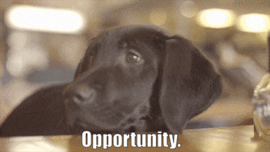 Image result for opportunity animal gif