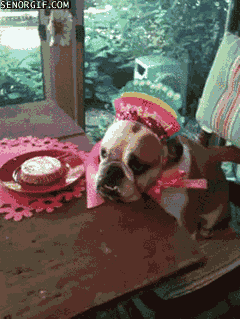 Cheezburger GIF Find Share on GIPHY