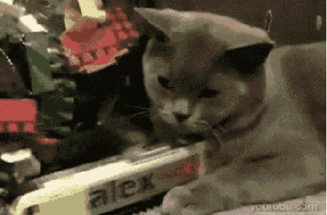 Bored Cat GIF - Find & Share on GIPHY