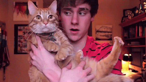 Boy And Cat GIFs - Find & Share on GIPHY