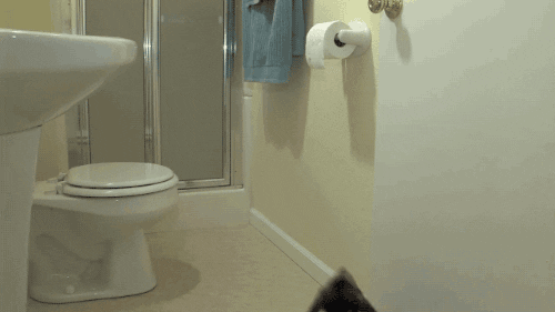 Bathroom Dog GIFs Find Share On GIPHY