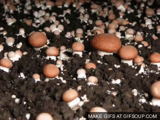 Image result for mushroom gif
