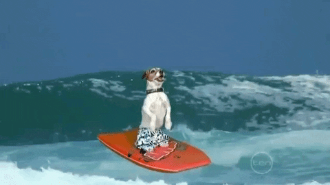 dog summer beach surfing uggie