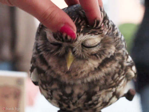 tiny owl massage relaxing chilling