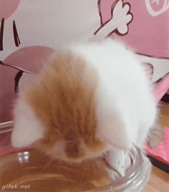 Cat Learn GIF - Find & Share on GIPHY