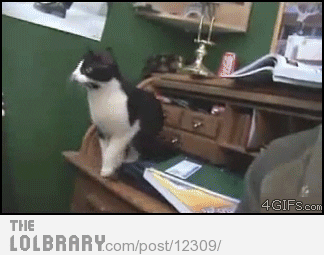 When Cat Fail they Fall - Laugh You Lose Funny Cat fails Gifs
