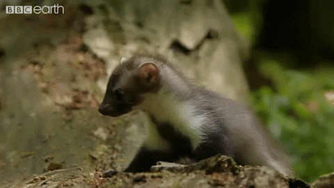 I See You No GIF by BBC Earth