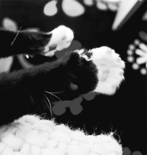 Cat Paws GIF Find & Share on GIPHY