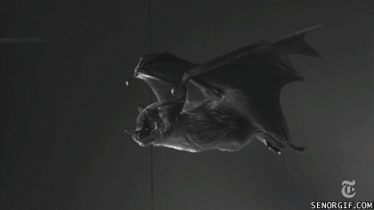 Image result for bat gifs