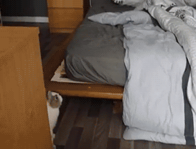 https://media.giphy.com/media/nsCMFMWJJ0ws8/giphy.gif