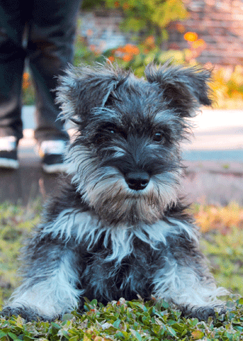 Miniature Schnauzer GIFs - Find & Share on GIPHY